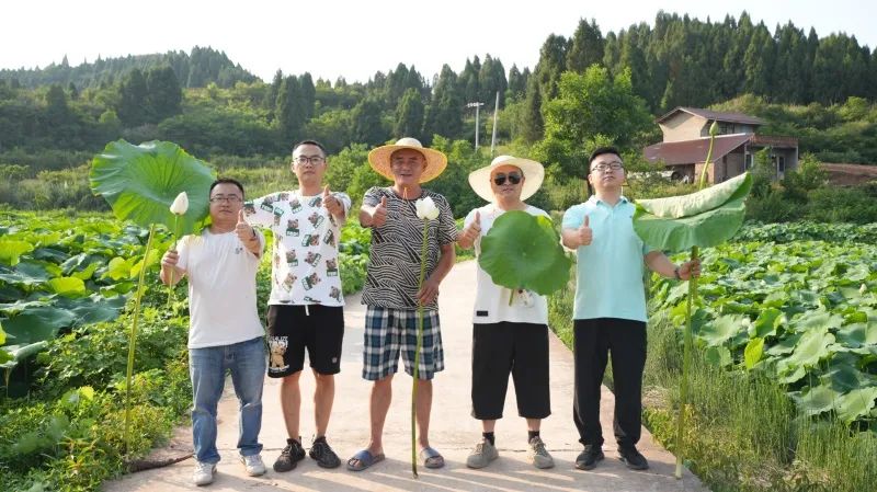 美豐“組合拳”打出蓮藕好長勢高產(chǎn)量